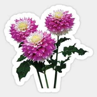 Dahlia Gitts Perfection Sticker